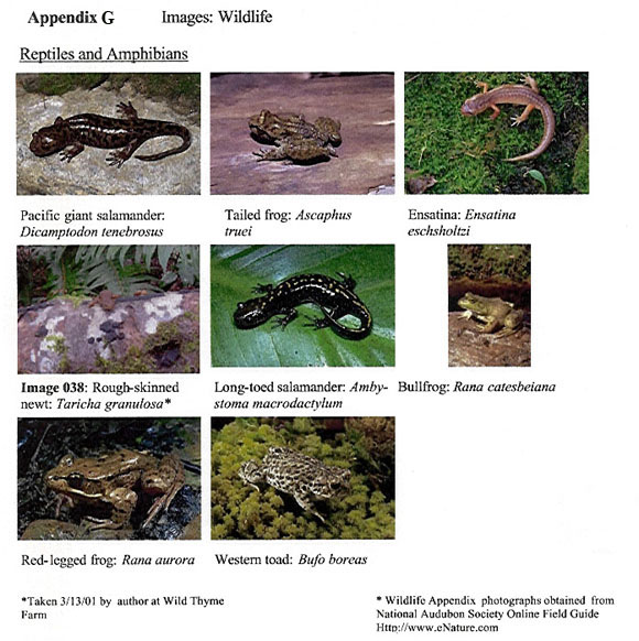 Wildlife Images: Amphibians